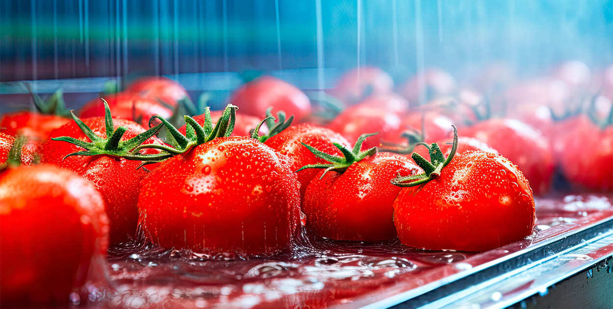 cleaning-tomatoes-with-recycled-process-water-on-conveyor-belt cleaning-tomatoes-with-recycled-process-water-on-conveyor-belt